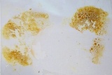 Boletus curtisii image