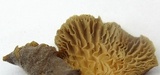 Hohenbuehelia mastrucata image