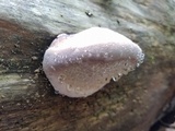 Fomitopsis ochracea image