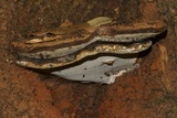 Ganoderma lobatum image