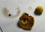 Pholiota alnicola image