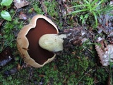 Boletus vermiculosoides image