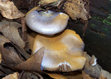 Cortinarius iodes image