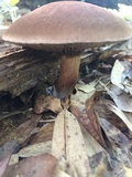 Phylloporopsis boletinoides image