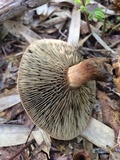 Phylloporopsis boletinoides image
