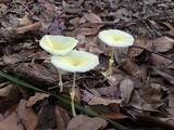 Leucocoprinus fragilissimus image