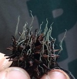Xylaria liquidambaris image