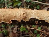 Byssomerulius corium image