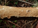 Byssomerulius corium image