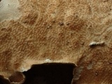 Byssomerulius corium image