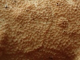 Byssomerulius corium image