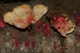 Hypomyces rosellus image