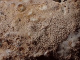 Byssomerulius corium image