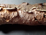 Byssomerulius corium image