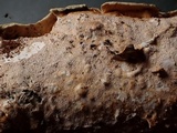 Byssomerulius corium image