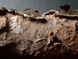 Byssomerulius corium image