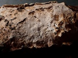 Byssomerulius corium image