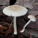 Amanita farinosa image
