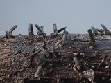 Glyphium elatum image