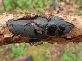 Biscogniauxia nummularia image