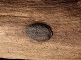 Biscogniauxia nummularia image