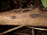 Biscogniauxia nummularia image