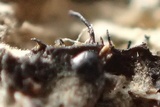 Natantiella ligneola image