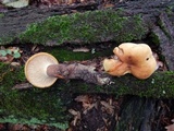Tapinella atrotomentosa image