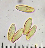 Pulchroboletus sclerotiorum image