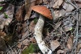 Leccinum vulpinum image