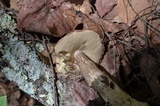 Leccinum vulpinum image