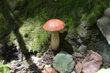 Leccinum vulpinum image