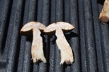 Leccinum vulpinum image