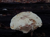 Piptoporus quercinus image