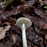 Amanita solaniolens image