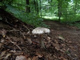 Amanita onusta image