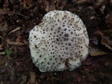 Amanita onusta image
