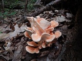 Laetiporus cincinnatus image