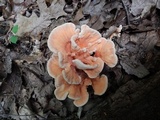 Laetiporus cincinnatus image