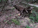 Laetiporus cincinnatus image