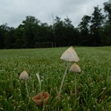 Conocybe apala image