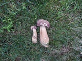 Tylopilus rubrobrunneus image