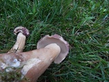 Tylopilus rubrobrunneus image