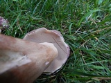 Tylopilus rubrobrunneus image