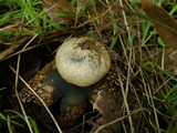 Astraeus pteridis image