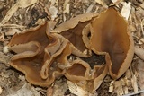Peziza vesiculosa image
