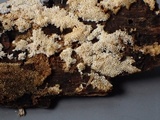 Schizopora paradoxa image