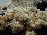 Schizopora paradoxa image