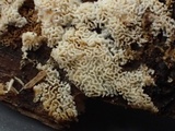 Schizopora paradoxa image