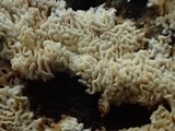 Schizopora paradoxa image